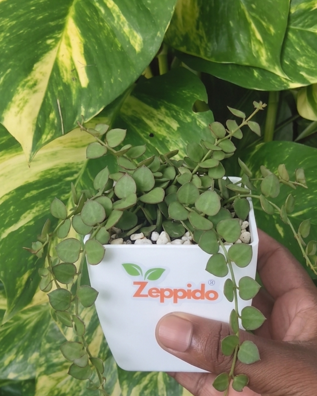 Dischidia Ruscifolia - Million Hearts Plant