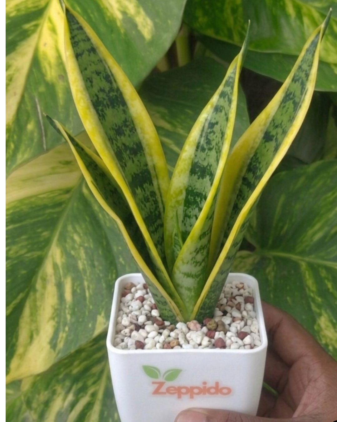 Sansevieria Golden Long - Snake Plant