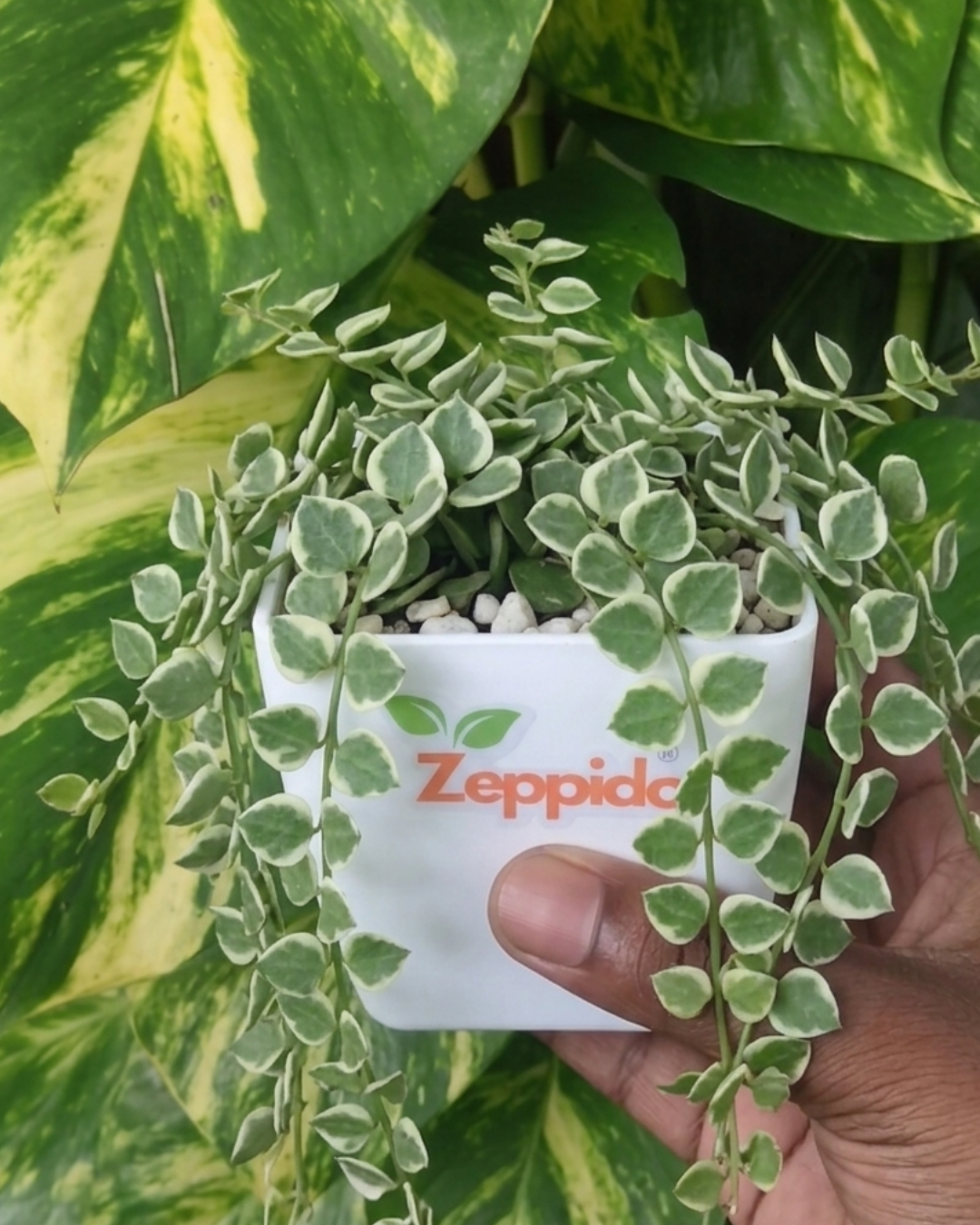 Dischidia Ruscifolia Variegata - Million Hearts Plant