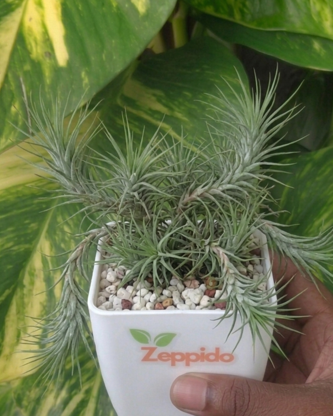 Tillandsia Funckiana Air Plants