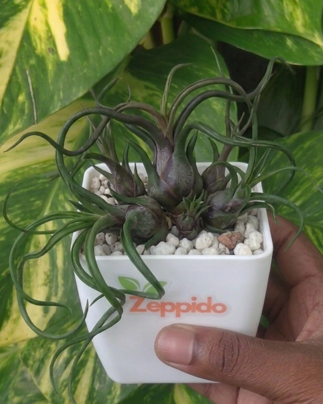 Tillandsia Bulbosa Air Plants