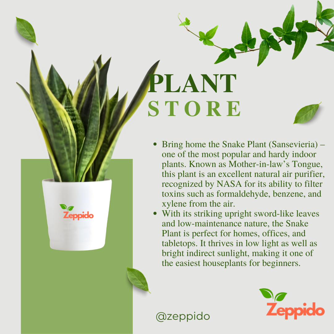Snake Plant – Golden Hahnii (Sansevieria trifasciata ‘Golden Hahnii’)