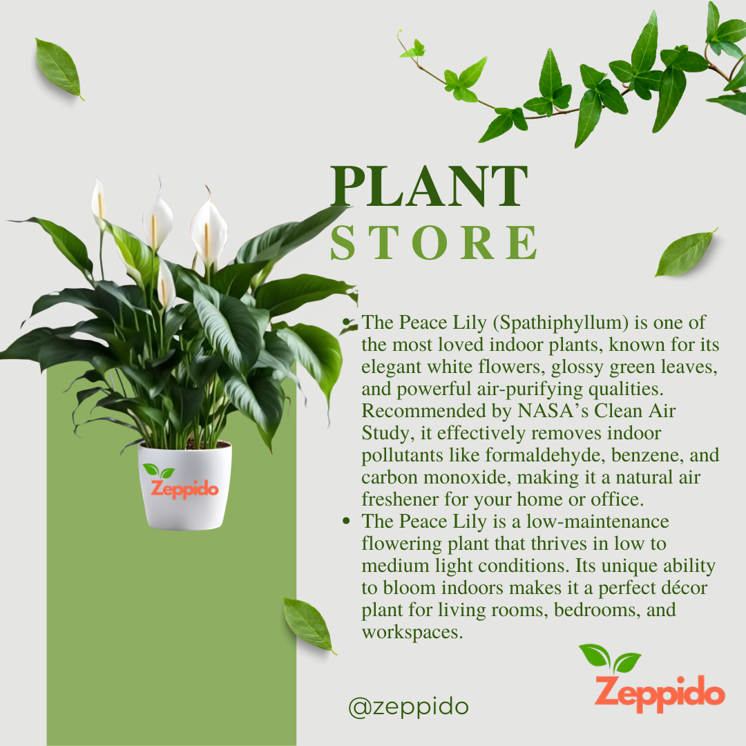 Peace Lily Large (Spathiphyllum Sensation) – Elegant Indoor Plant