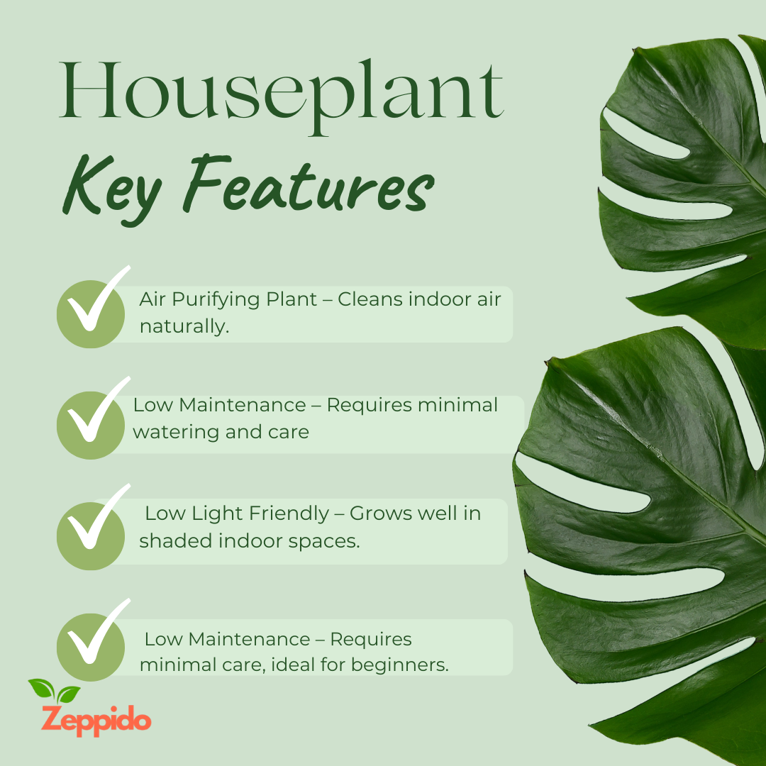 Peace Lily Large (Spathiphyllum Sensation) – Elegant Indoor Plant