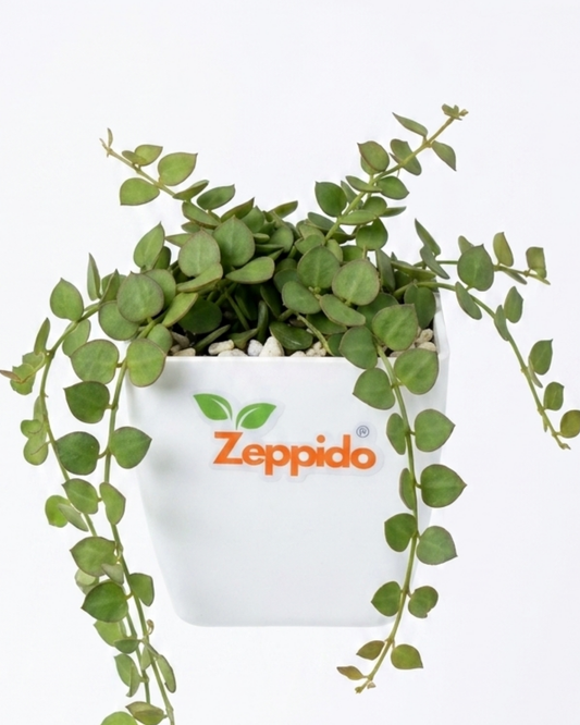 Dischidia Ruscifolia - Million Hearts Plant