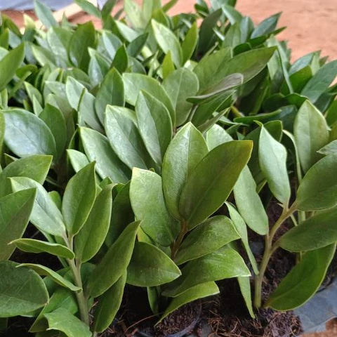 ZZ Plant Sapling(1Pc).