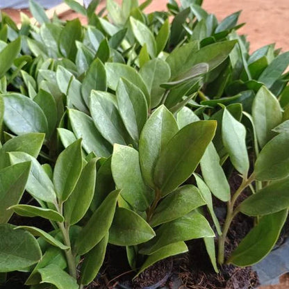 ZZ Plant Sapling(1Pc).