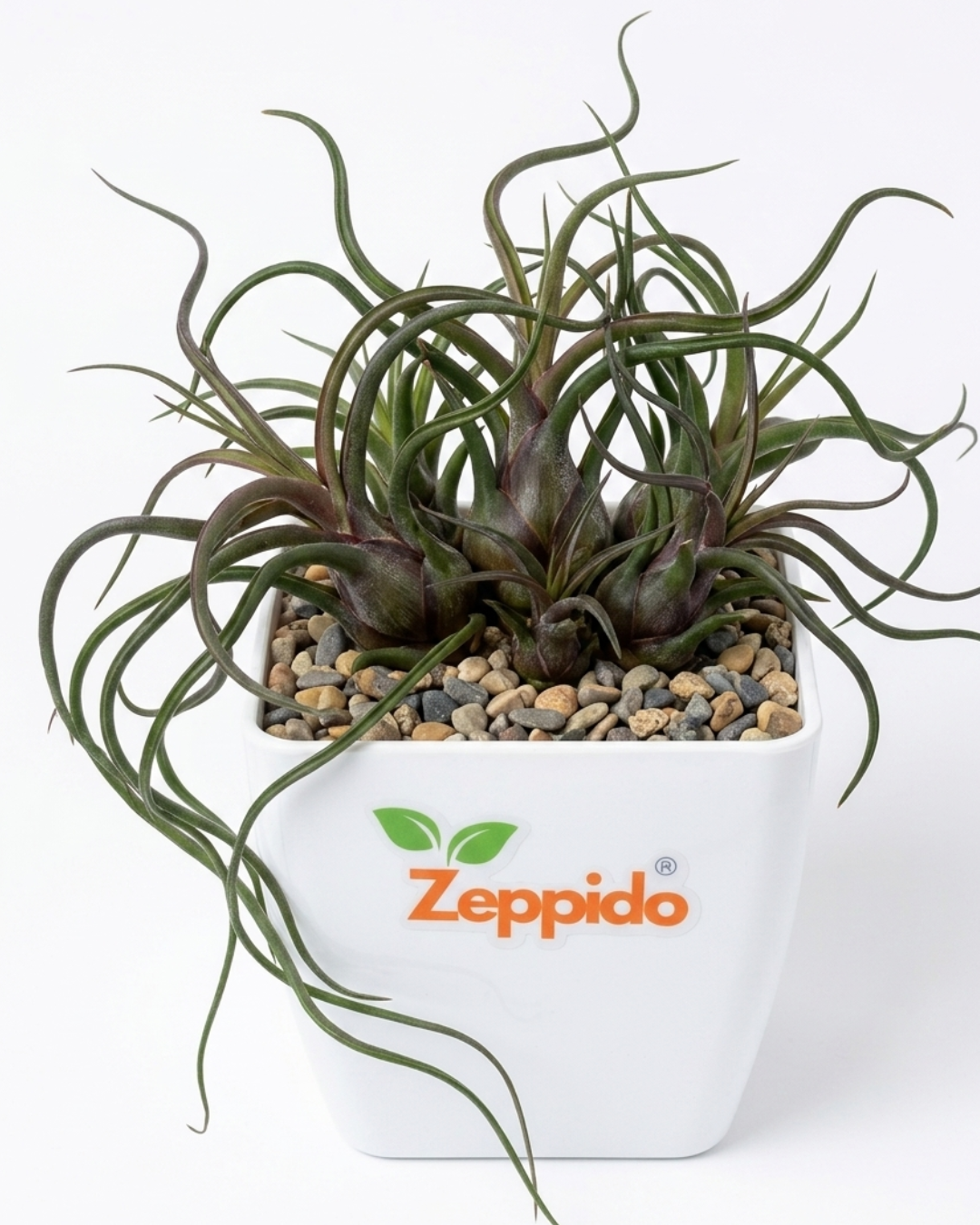 Tillandsia Bulbosa Air Plants