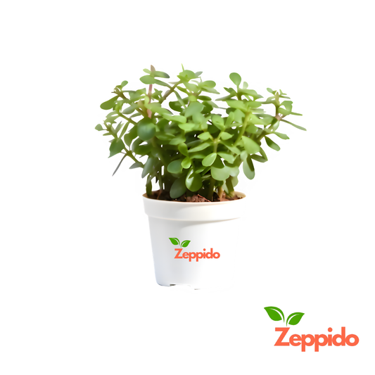 Jade Plant (Crassula ovata) – Symbol of Good Luck & Prosperity