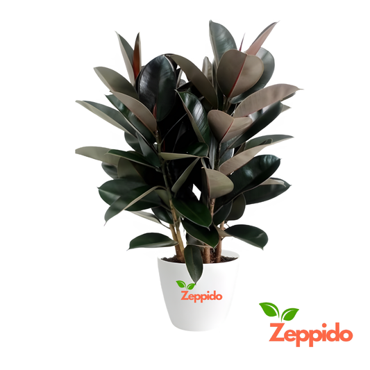 Rubber Plant (Ficus elastica) – Stylish Indoor Foliage Plant.