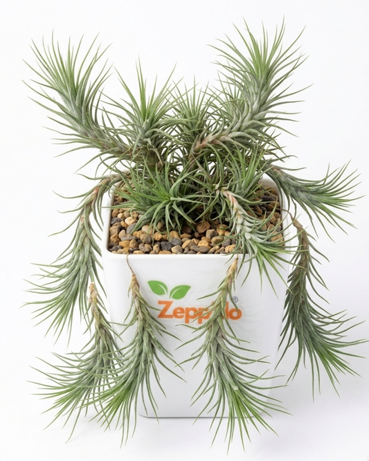 Tillandsia Funckiana Air Plants