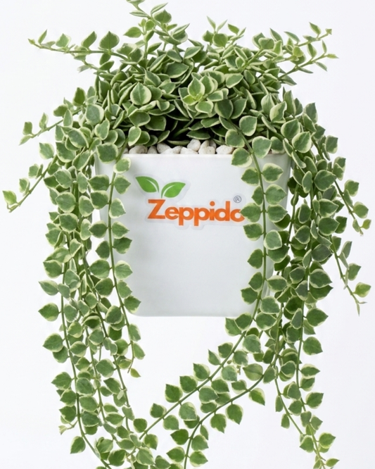 Dischidia Ruscifolia Variegata - Million Hearts Plant