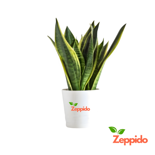 Snake Plant – Golden Hahnii (Sansevieria trifasciata ‘Golden Hahnii’)