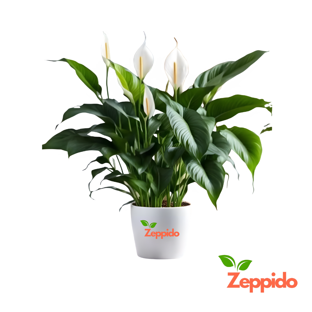 Peace Lily Large (Spathiphyllum Sensation) – Elegant Indoor Plant
