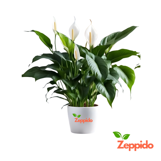 Peace Lily Large (Spathiphyllum Sensation) – Elegant Indoor Plant