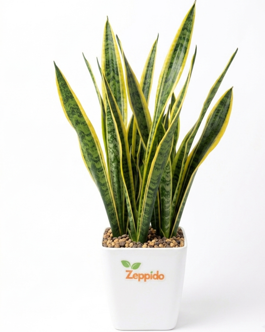 Sansevieria Golden Long - Snake Plant