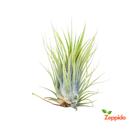 Air Plant, Tillandsia ionantha Guatemala (Medium) - Plant