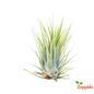 Air Plant, Tillandsia ionantha Guatemala (Medium) - Plant