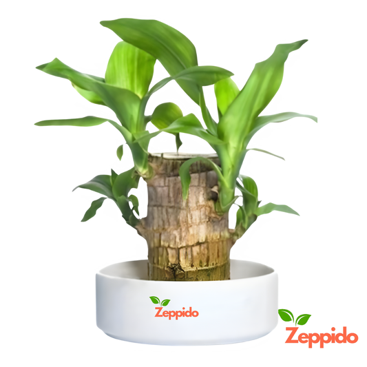 Brazilian Wood Plant (Dracaena fragrans ‘Massangeana’) – Elegant Indoor Plant. 🌿✨