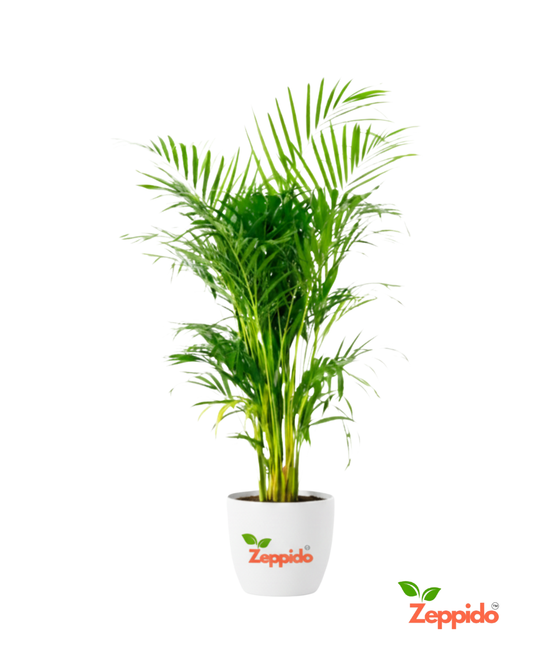 Areca Palm – Elegant Indoor Air-Purifying Plant