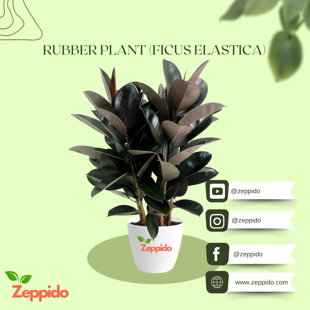 Rubber Plant (Ficus elastica) – Stylish Indoor Foliage Plant.