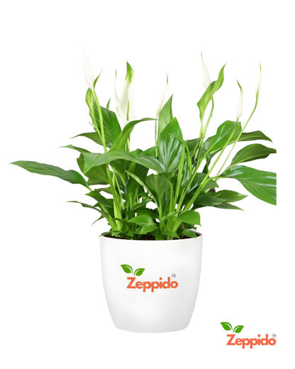 Peace Lily Live Plant | Elegant Indoor Flowering Plant | Natural Air Purifier for Home & Office | Low Maintenance & Shade Loving | With Pot – Fresh Green Foliage