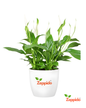 Peace Lily Live Plant | Elegant Indoor Flowering Plant | Natural Air Purifier for Home & Office | Low Maintenance & Shade Loving | With Pot – Fresh Green Foliage