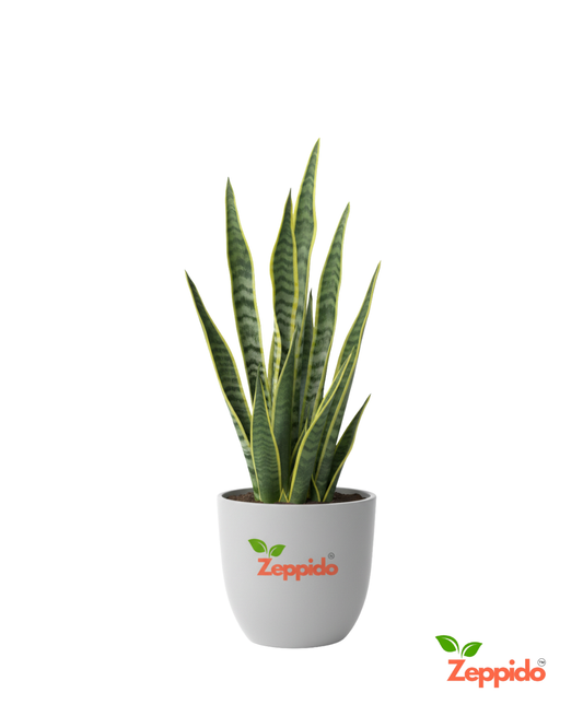 Snake Plant Live | Air Purifying Indoor Plant | Low Maintenance Succulent for Home & Office Décor | Perfect Oxygen Booster | With Pot – Easy Growing Houseplant