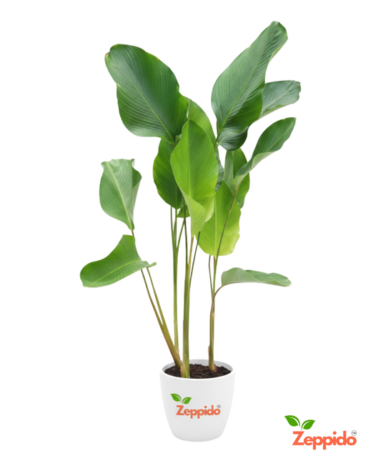 Calathea Lutea Live Plant with Pot | Large Tropical Foliage Plant | Air Purifying Indoor Decorative Plant | Low Maintenance | Ideal for Home, Office & Balcony Décor