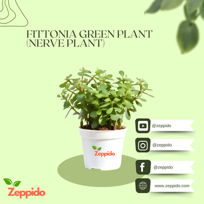 Jade Plant (Crassula ovata) – Symbol of Good Luck & Prosperity