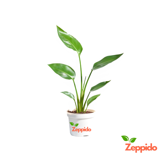 Bird of Paradise Plant - XL