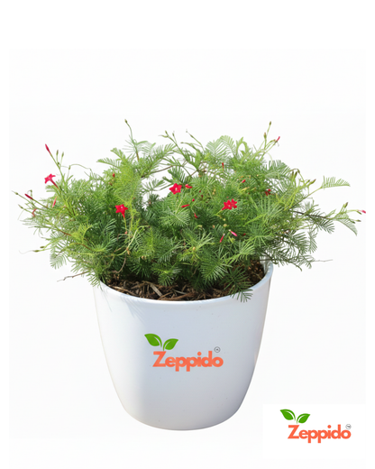 Cypress Vine Live Plant | Fast Growing Flowering Creeper | Star-Shaped Red/Pink/White Blooms | Ideal for Fences, Balcony, Trellis & Vertical Garden