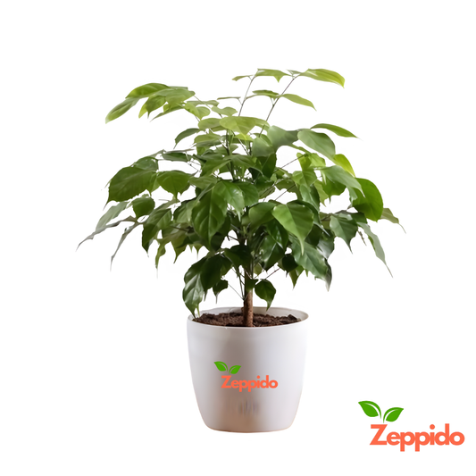The China Doll Plant - XL