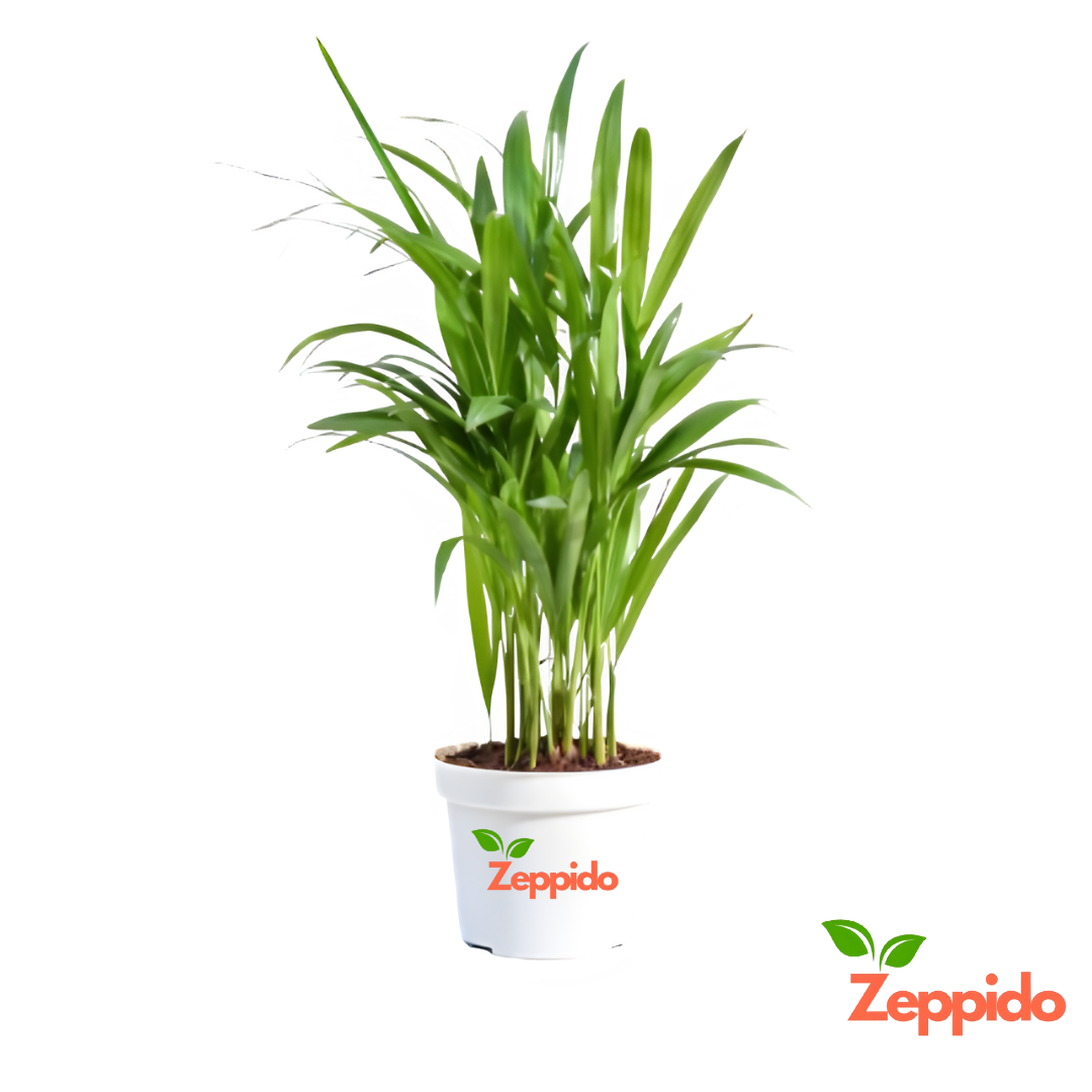 Areca Palm Plant XL