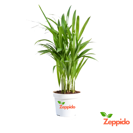 Areca Palm Plant XL
