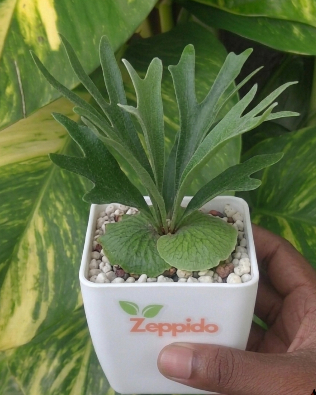 Staghorn Fern Plant