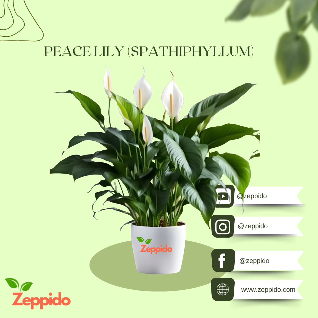 Peace Lily Large (Spathiphyllum Sensation) – Elegant Indoor Plant