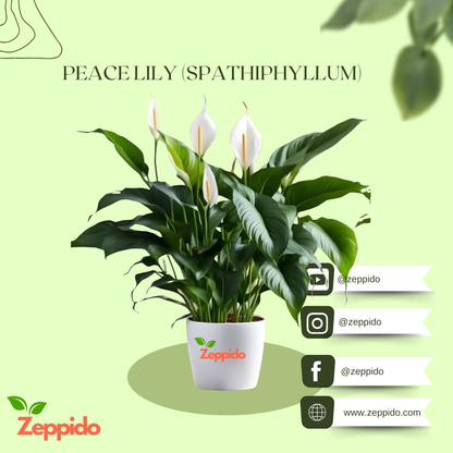 Peace Lily Large (Spathiphyllum Sensation) – Elegant Indoor Plant