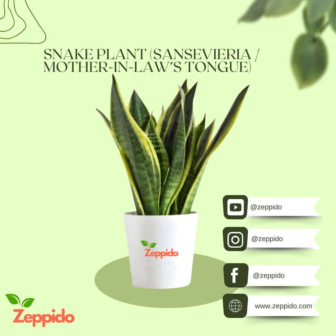 Snake Plant – Golden Hahnii (Sansevieria trifasciata ‘Golden Hahnii’)