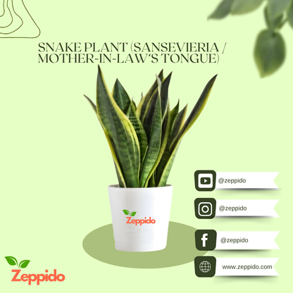 Snake Plant – Golden Hahnii (Sansevieria trifasciata ‘Golden Hahnii’)