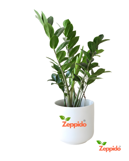 ZZ Plant Live | Zero-Maintenance Indoor Plant | Air Purifying Succulent for Home & Office | Drought Tolerant, Hardy & Long Lasting | With Pot – Elegant Green Foliage