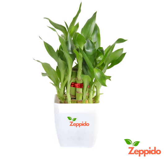 Lucky Bamboo Plant – 3 Layer (Dracaena sanderiana) 🌱🍀