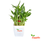 Lucky Bamboo Plant – 3 Layer (Dracaena sanderiana) 🌱🍀