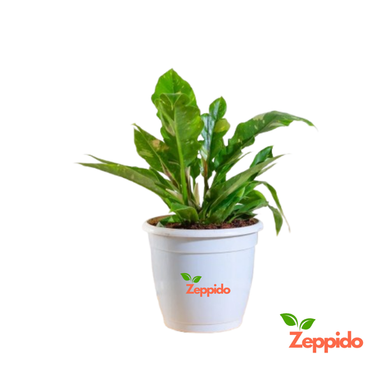 Philodendron Ring of Fire Variegated – Rare Exotic Indoor Plant