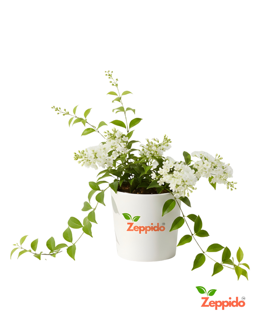 Christmas Jasmine Live Plant with Pot | Fragrant Winter Flowering Vine | Easy to Grow Outdoor & Balcony Creeper | Natural Air Purifier | Ideal for Home Décor & Festive Gifting