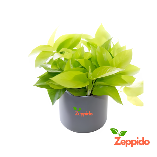 Money Plant Golden (Epipremnum aureum) – Lucky Indoor Climber