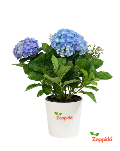 Blue Hydrangea Live Flowering Plant with Pot | Big Bloom Ornamental Shrub | Long Seasonal Flowering | Ideal for Garden, Balcony & Gifting