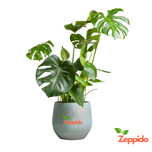 Monstera Deliciosa Plant