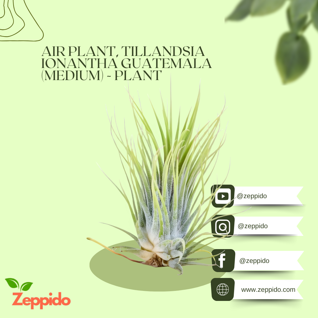 Air Plant, Tillandsia ionantha Guatemala (Medium) - Plant