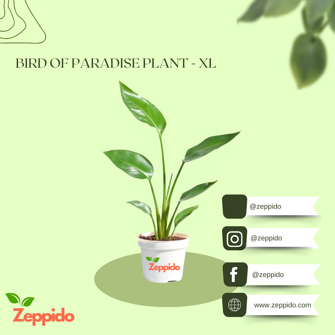Bird of Paradise Plant - XL